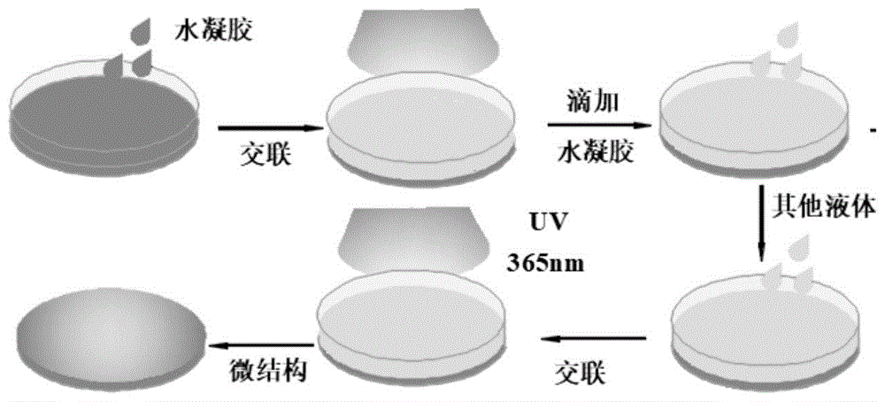 GA-PEG-transit peptide，glycyrrhetinic acid-PEG-Oatp，甘草次酸修饰转运多肽