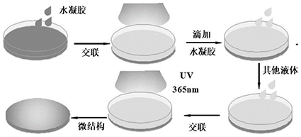 甘草次酸-壳寡糖-硬脂酸，GA-COS-SA，Glycyrrhetinic acid-Chitosan oligosaccharide-stearic acid