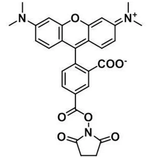 321862-17-3，TAMRA-NHS，5-TAMRA NHS ester，5-羧基四甲基罗丹明，一种明亮的橙色荧光染料