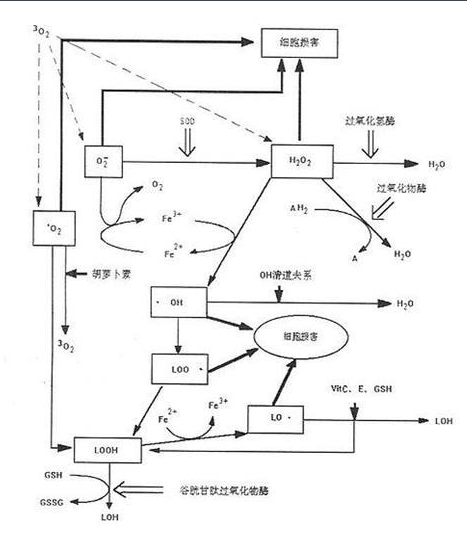 活性氧  