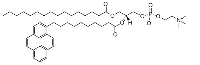 16:0-Pyr PC|1-hexadecanoyl-2-(1-pyrenedecanoyl)-sn-glycero-3-phosphatidylcholine