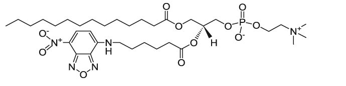 14:0-06:0 NBD PC|1-myristoyl-2-{6-[(7-nitro-2-1,3-benzoxadiazol-4-yl)amino]hexanoyl}-sn-glycero-3-phosphocholine