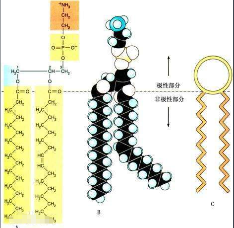 CAS:4235-95-4 二油酰基磷脂酰胆碱 DOPC (18:1 PC)