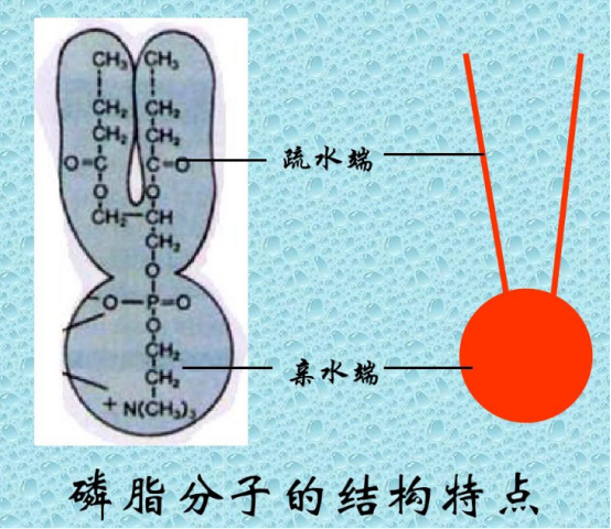 棕榈酰溶血磷脂酰胆碱