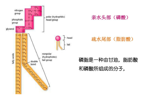 DSPC-PEG-Streptavidins