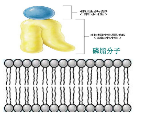 DSPC-PEG-Angiopep