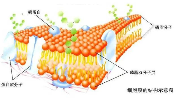 二硬脂酰基磷脂酰胆碱-酮缩硫醇键-阿霉素