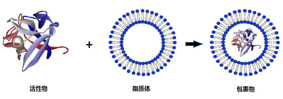 DSPC脂质体表面修饰荧光FITC