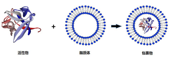 红光光敏剂二氢仆吩e6 (Ce6)和介孔MnO2壳复合脂质体