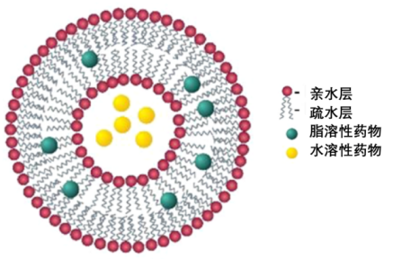 空白载脂质体表面修饰生物素Biotin