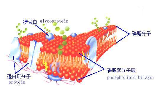 DSPE-SS-PEG-NH2 
