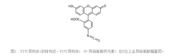 FITC-MSA