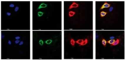 Thiol-PEG-Cy5.5