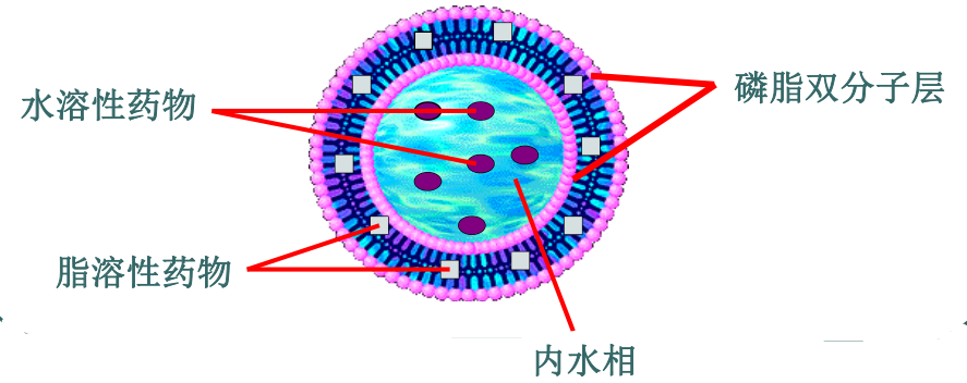 依帕司他靶向脂质体