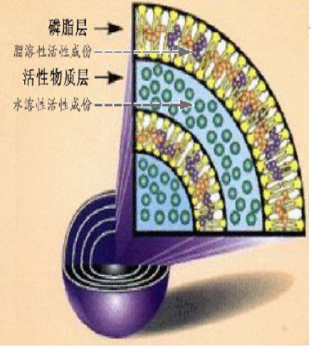 酶响应型辛伐他汀脂质体