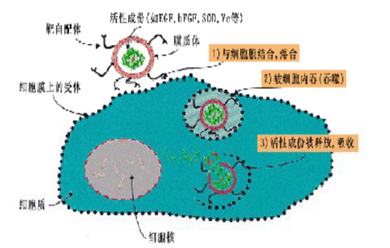 盐酸小檗碱脂质体