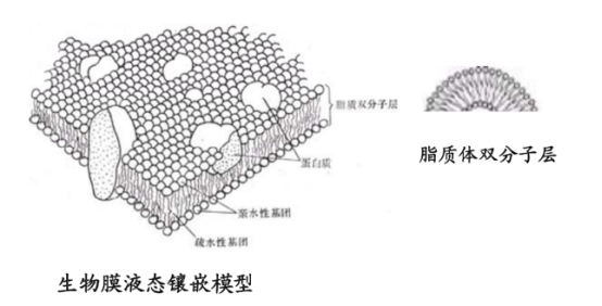 穿膜肽TAT修饰丹酚酸B脂质体