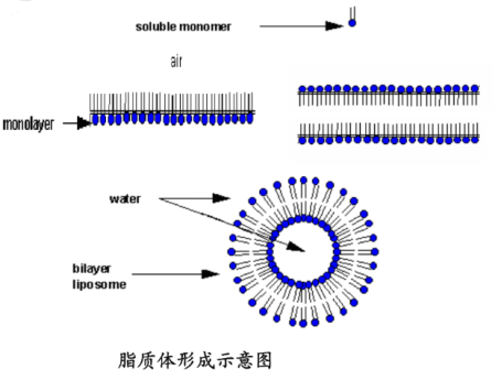 RGD与R8肽共修饰顺铂脂质体Liposomes脂质体注入法制备方法 UDP糖丨MOF丨金属有机框架丨聚集诱导发光丨荧光标记推荐西安齐岳生物