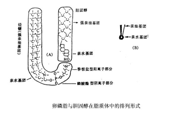 盐酸米托蒽醌脂质体