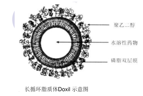 依托泊苷脂质体