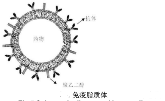 伊立替康脂质体