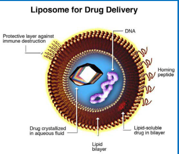 吉非替尼脂质体Liposomes