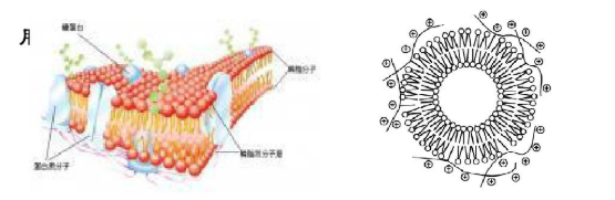 神经酰胺脂质体 Liposomes 