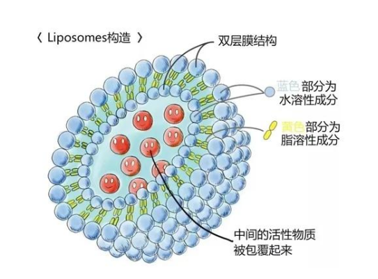 靶向两性霉素B脂质体