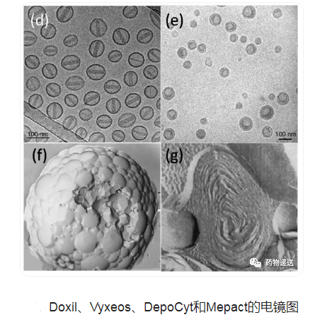 拓扑替康脂质体 Liposomes