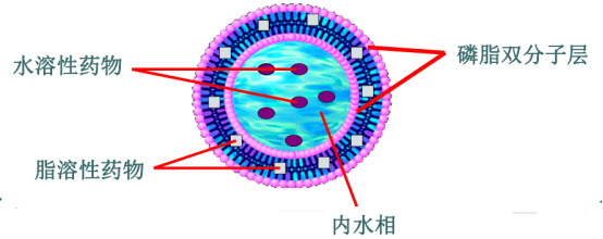 卡莫司汀脂质体 Liposomes