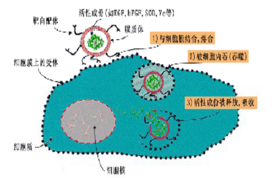 褪黑素脂质体