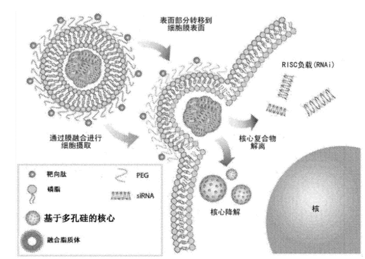 细辛脑(asarone)脂质体