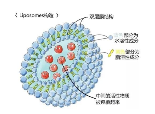 人参皂甙脂质体(GSL) 