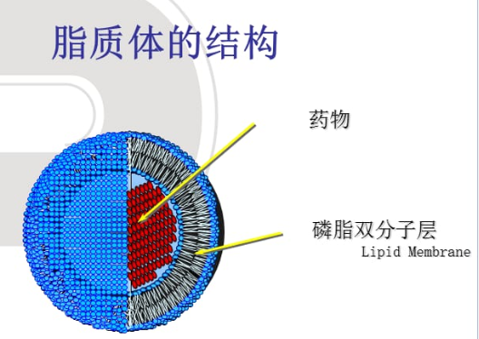 伊立替康(CPT-11)脂质体