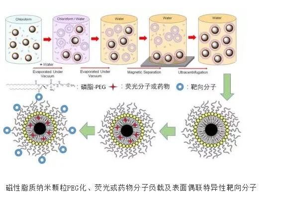 脂质体-红紫素18的复合物