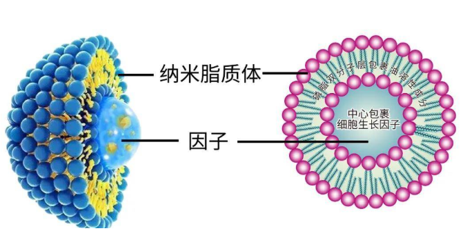 罗丹明B标记的脂质体