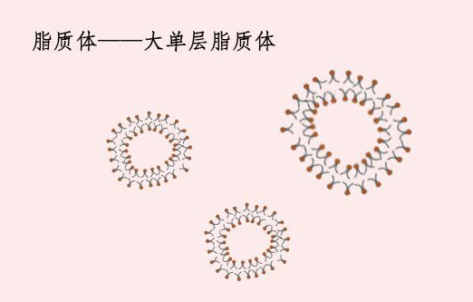 FAM标记的脂质体