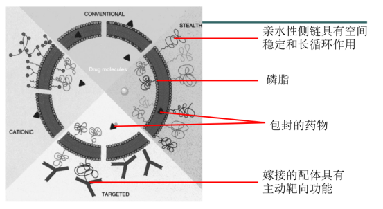 荧光标记靶向载阿霉素脂质体