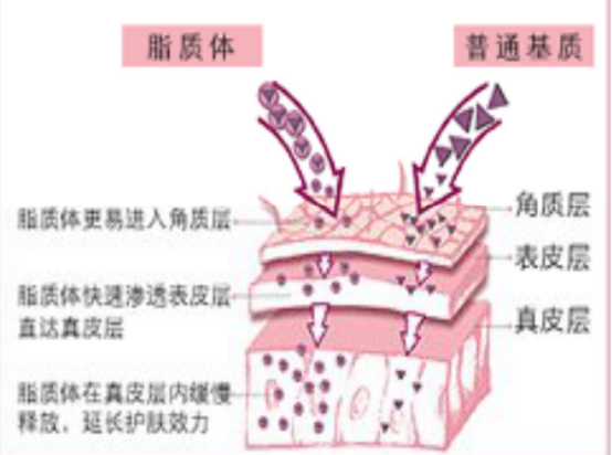载mRNA阳离子脂质体
