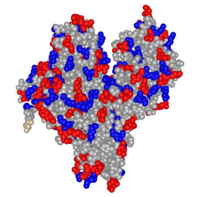 BSA-PEG-Methotrexate