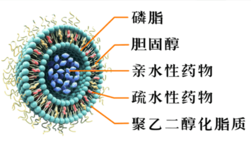 HSPC:Chol (55:45) Liposomes