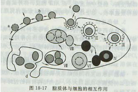 HSPC Liposomes 