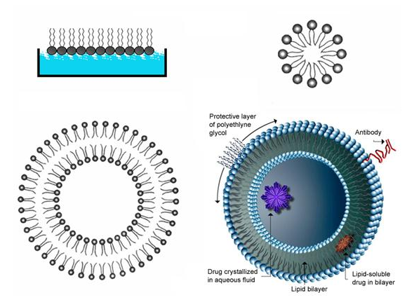 DOPS:DOPC (90:10) Liposomes