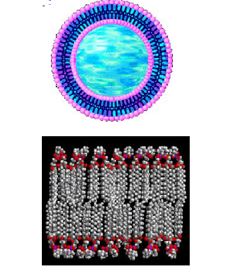 DOPS:DOPC (80:20) Liposomes