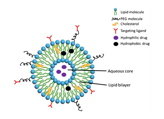 DOPS:DOPC (30:70) Liposomes