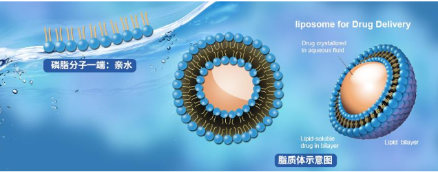 DOPS:DOPC (10:90) Liposomes