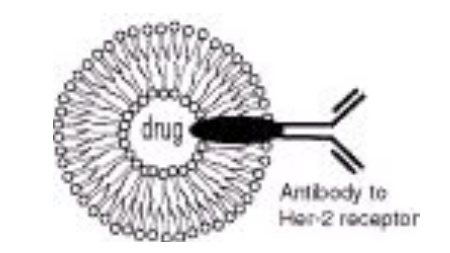DOPS:DOPC (1:99) Liposomes 