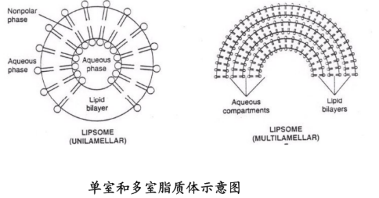 DOPG Liposomes 