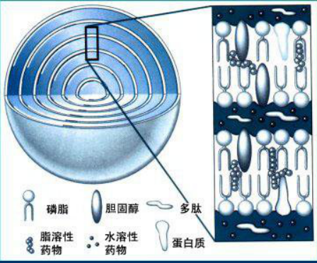 DOPG:DOPC (90:10) Liposomes