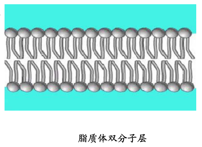 DOPG:DOPC (70:30) Liposomes